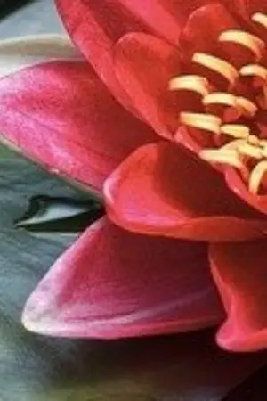 ปกนิยาย เกิดใหม่ในวรรณคดี2ใจ