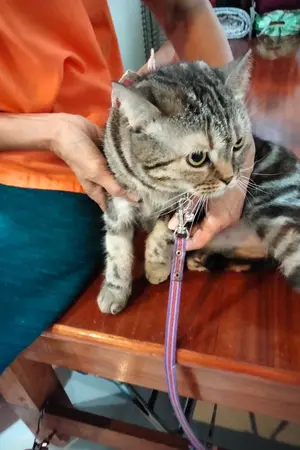 ปกนิยาย สี่พี่น้องทะลุมิติมาสร้างครอบครัว