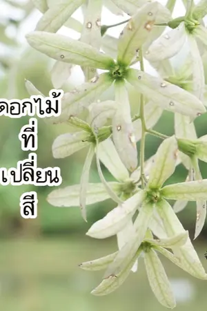 ปกนิยาย ดอกไม้ที่เปลี่ยนสี