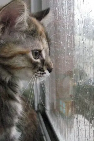 ปกนิยาย Diary In the rain