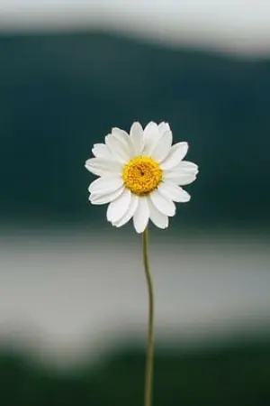 ปกนิยาย แม่เลี้ยงเดี่ยว