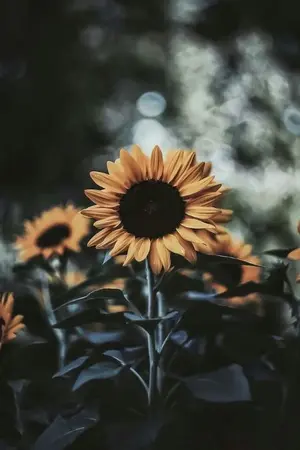 ปกนิยาย บทกลอนมลทินพิศวาส