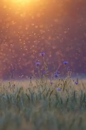 ปกนิยาย ข้ารักท่านพ่อ(จบแล้ว)