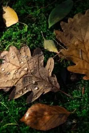 ปกนิยาย เผลอใจรัก คุณสามี(80)