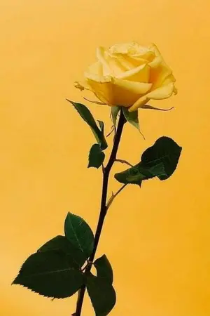 ปกนิยาย คนที่คุณ(ไม่)รู้ว่าใคร