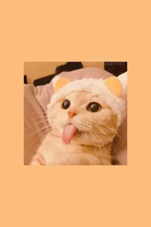 ปกนิยาย Not stealthy to study again ไม่เนียนไปเรียนมาใหม่