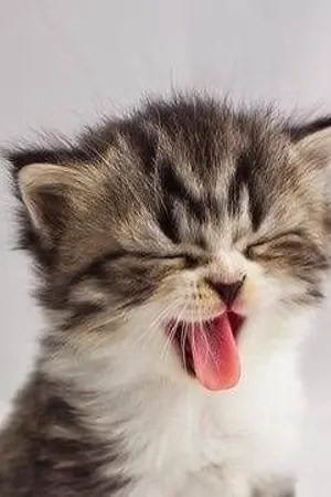 ปกนิยาย Honey Pie ผมไม่ใช่แมวเชื่องๆของคุณอีกต่อไป! (Omegaverse)