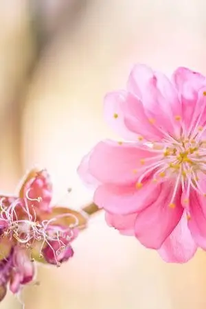 ปกนิยาย แค่ใจปรารถนา