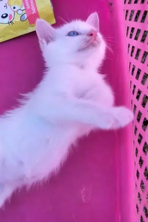 ปกนิยาย คูณนายนิลลี่และคุณหนูฟินเฟ่อ