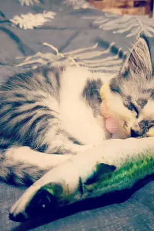 ปกนิยาย ไอ้เจ้าความรักของจงใจ