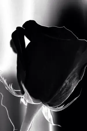 ปกนิยาย ลิขิตคำชา