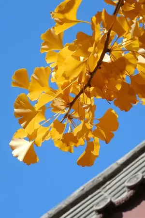 ปกนิยาย ทูลฝ่าบาท เกิดใหม่ครานี้ข้าไม่ขอรักพระองค์อีก