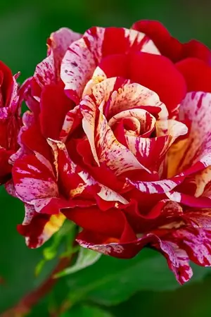 ปกนิยาย ท่านแม่ทัพ เด็กคนนี้ไม่ใช่ลูกของท่าน