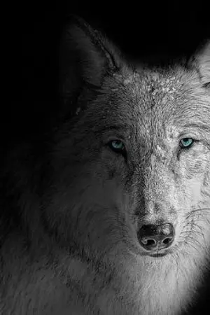 ปกนิยาย (นิยาย y) Wolf with love