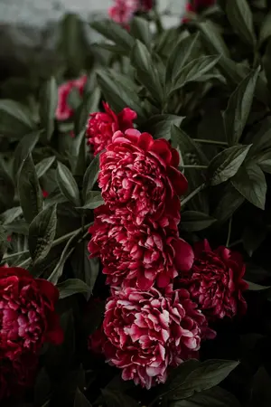 ปกนิยาย หัวใจดวงที่สอง