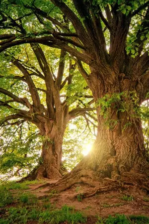 ปกนิยาย แหล่งข้อมูลพันธุ์ไม้ต่างๆ