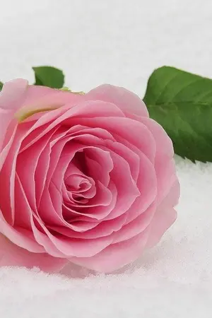 ปกนิยาย Fic Assassination classroom *I’m just a simple girl*