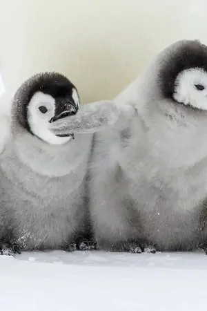 ปกนิยาย A new look on Honda City Hatchback