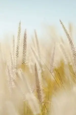 ปกนิยาย Soul Realm : เริ่มต้นใหม่ในฐานะผู้เก็บเกี่ยว