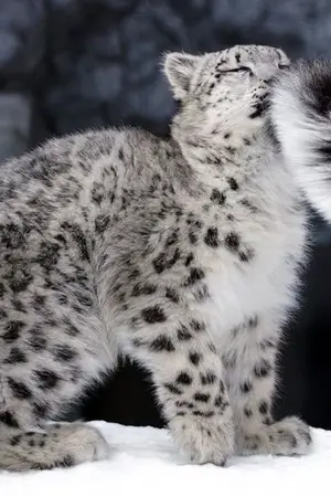 ปกนิยาย [ Genshin Impact x Oc ] คุณหนูเสือดาวขาว ช่วยหยุดปักธงไปทั่วทีเถอะ!