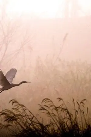 ปกนิยาย Why ? ทำไมถึงรักนาย