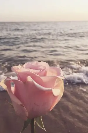 ปกนิยาย Forbidden love รักต้องห้าม