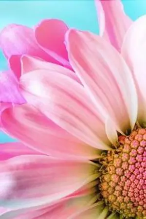 ปกนิยาย ร้านกาแฟนมสด😻หน้าคณะวิศวะ