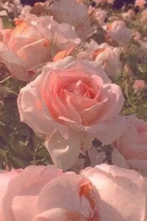 ปกนิยาย On the ground [james potter x oc]