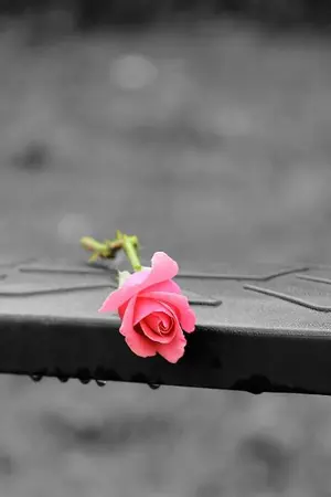 ปกนิยาย เหลียวแล...รัก