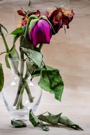 ปกนิยาย รักที่เคย...รัก