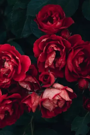 ปกนิยาย พ่ายรพี Spin-off เพลิงกานต์