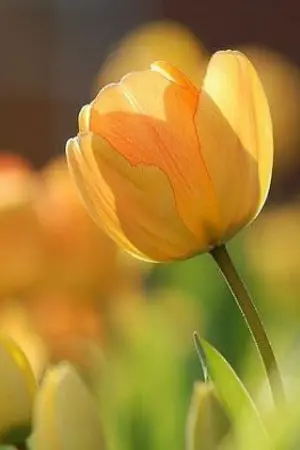 ปกนิยาย The flower