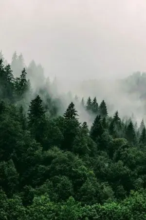 ปกนิยาย |Vampire Twilight & Harry potter 