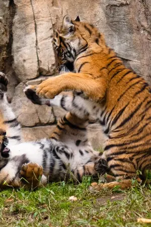 ปกนิยาย KILL THE HEART!! นักล่าฆ่าหัวใจ {yaoi}