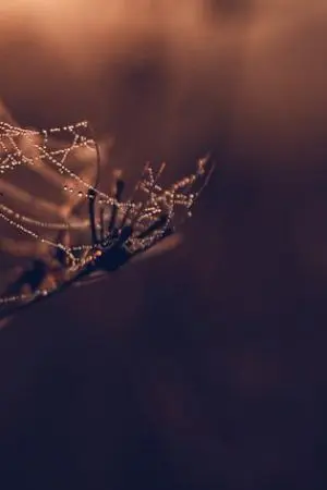 ปกนิยาย ความสงบสุขของชีวิต? | fic พี่ชายสายบอดี้การ์ด