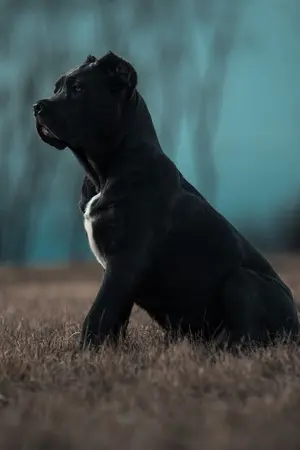 ปกนิยาย ลูกผสมสุดแมน..แบนด็อก (ยิ่งใกล้ยิ่งเจ็บ)