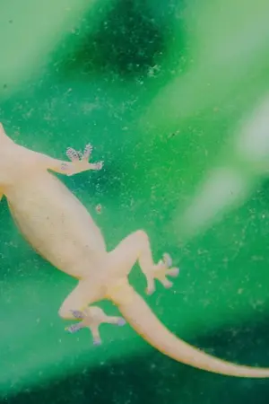 ปกนิยาย จริงหรือมั่วชัวร์หรือไม่? กับอะไร 3 สิ่งของจิ้งจก!