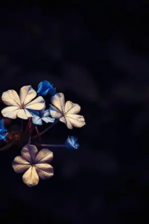 ปกนิยาย หลงในนิยายรัก