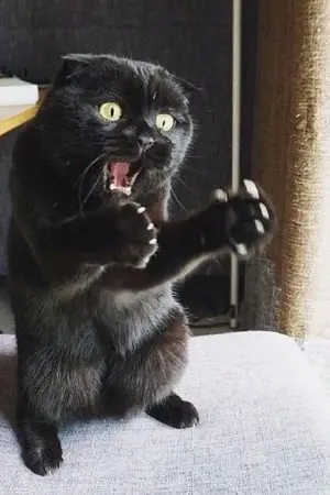 ปกนิยาย FIC​ TOKYO​ REVENGERS​ || Body baby sense หน้าตาคิตตี้บอดี้มาร์เวล ||