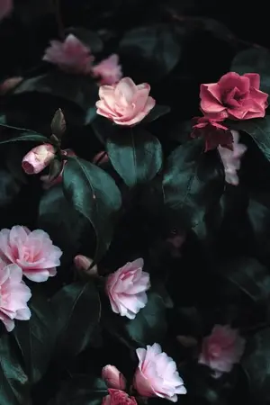 ปกนิยาย ดอกไม้วิเศษ