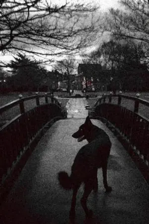 ปกนิยาย The Black Shuck ปีศาจในเทพนิยาย