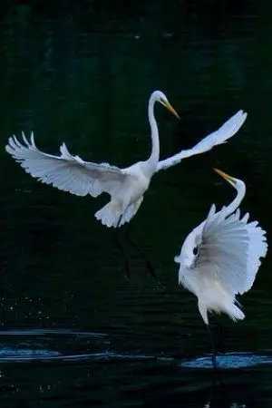 ปกนิยาย [ One  Piece ]   หัวใจดวงนี้มีเพียงแค่เธอเท่านั้น  (จบ)