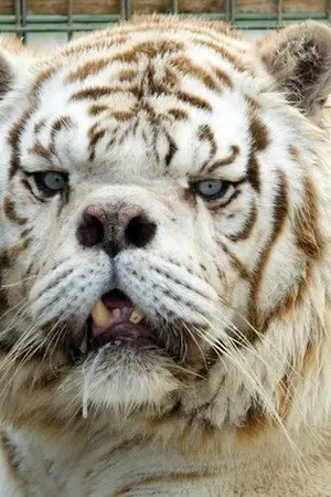 ปกนิยาย เพื่อนผมรักสัตว์ the series