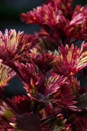 ปกนิยาย ลุกไฟแค้น