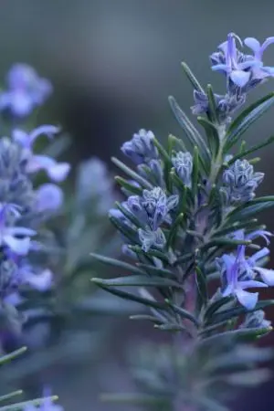 ปกนิยาย [ การศึกษาที่แท้จริง ] Rosemary