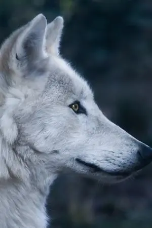 ปกนิยาย ผู้ใช้อัตลักษณ์หมาป่า.