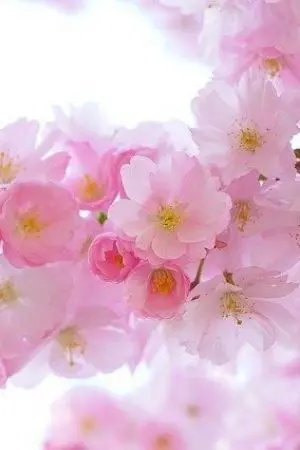 ปกนิยาย นายในฝัน