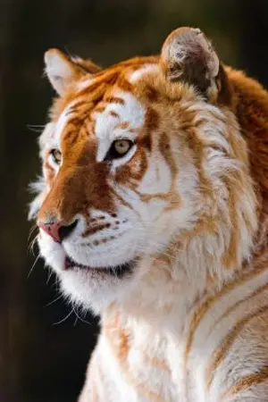 ปกนิยาย [ fic harry potter ] Enchanted Tiger | Tmr/Oc