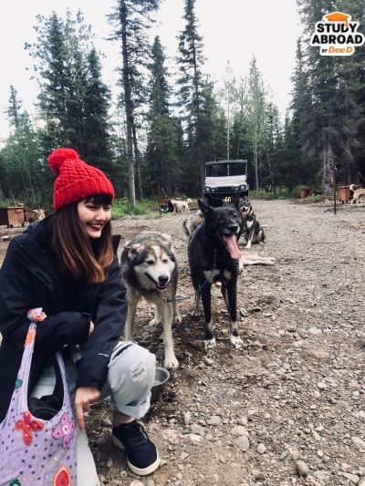 น้องหมาลากเลื่อนที่เมือง Cantwell