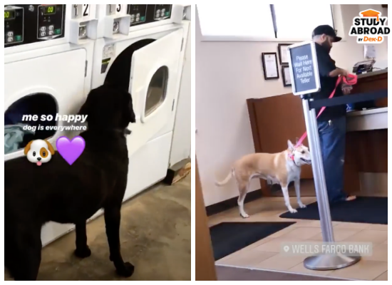 น้องหมาที่ห้องซักผ้าและธนาคาร